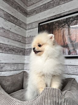 Pomeranian s PP, chovatelská stanica Nucháčik poms - 4