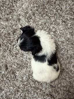 Yorkshire terier - 4