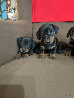 Jezevcik krátkosrtsty - 4