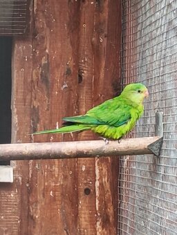 Papoušek nádherný 1.0 - 4