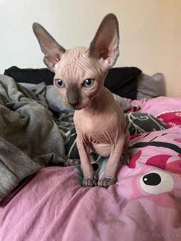 Kanadský sphynx - 4