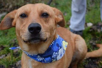 CHULIO K ADOPCI - 1 ROK, UMAZLENÝ, HODNÝ, VHODNÝ K DĚTEM - 4