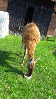 Lama Krotka - 4