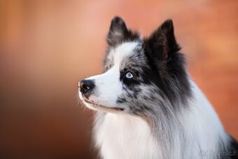 Krycí pes BORDER KOLIE - Willy Wonka z Černobílých - 4