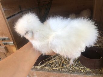 Kuřata hedvábničky zdrobnělé vousaté - 4