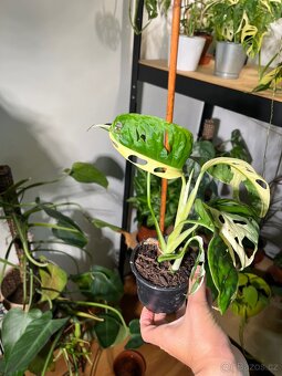 Monstera Adansonii Variegata (tricolour) - 4