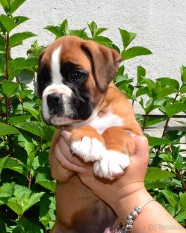 Německý boxer - 4
