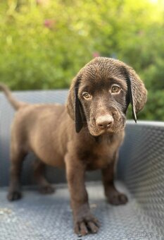 štěňata labrador a hnědá Fenka – připravena k odběru - 4