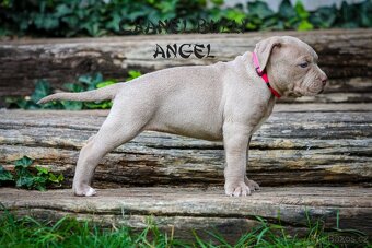 American bully XL/XXL - 4