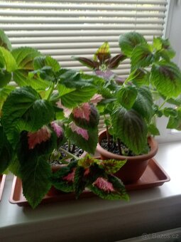 Africké kopřivy - 4