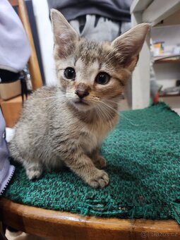 Koťata, kočky a kocouři - 4