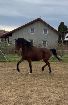 Český sportovní pony - 4