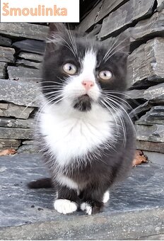 Darujeme koťátko - 4