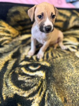 Americký Stafordšírský Teriér - 4