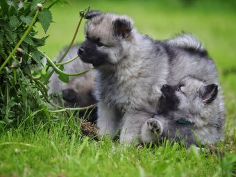Německý špic vlčí / Keeshond s PP - 4