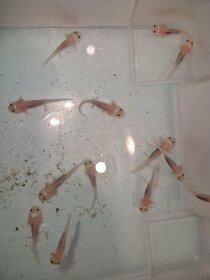 Axolotl mexický - 4