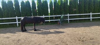 Fellský pony - 4