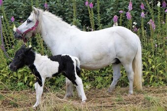 Připouštění Shetland pony - 4