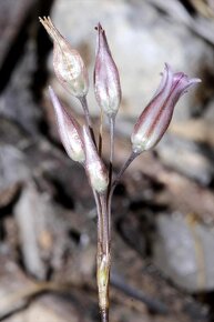 Česnek cupaní - Allium cupani - 200 semen 50 Kč - 4