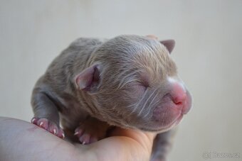 American bully - 4