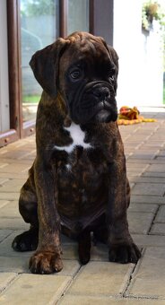 Německý boxer - 4