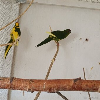 Kakarik - 4