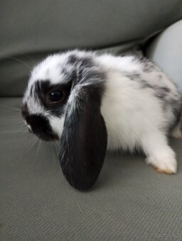 Zakrslý beránek králíček - 4