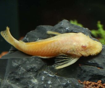 Ancistrus, krunýřovec, rôzne druhy, vlastný odchov. - 4