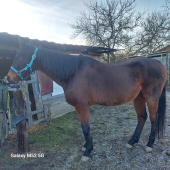 Valach A 1/1 Médium - 4