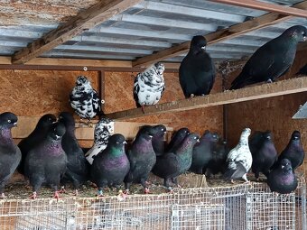 Výstavní tippler - 4