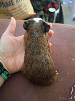 Mláďata morčat samci - 4