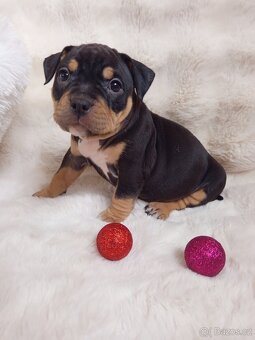 Štěňátka s PP - 4