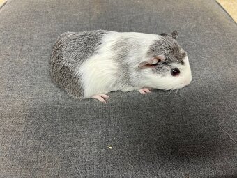 Morče, morčata - hladká, prodej - 4