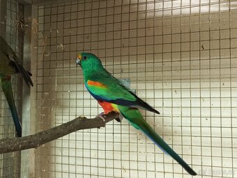 Prodám papoušky mnohobarvé - 4