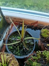 Masožravé rostliny Saracenie - 4