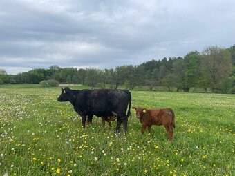 Prodám krávy jalovice telata plemenné býky Aberdeen Angus - 4