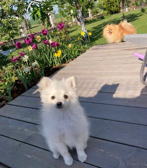 Pomeranian - 4