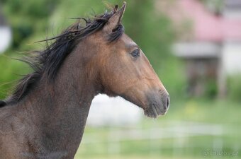 Lusitano valach (2024) – ideální parťák pro radost i sport - 4
