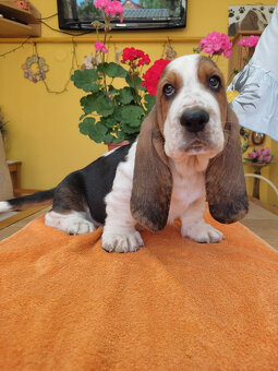 Baset, Basset hound, Basset - 4