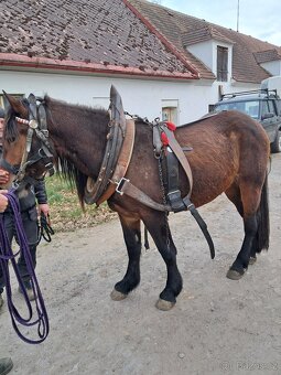Cmb valach - 4