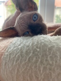 Sphynx - 4