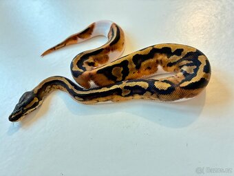 Krajta královská - Piebald - 4
