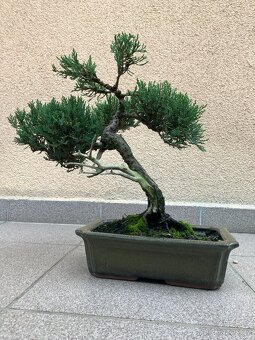 Bonsai, bonsaj, jalovec, juniperus sabina - 4
