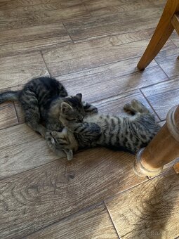 Daruji dva kocourky-koťata - 4