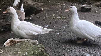 Prodám kachny pižmové - 4