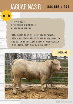 Plemenný býk charolais a masný simental - 4