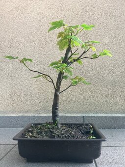 Bonsai, Bonsaj, jamadori, javor mléč - 4