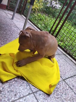 Americký pitbullteriér štěně - 4