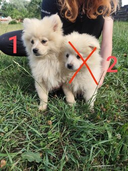 Špic pomeranian štěňátka - 4