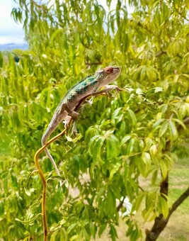 Chameleon pardálí nosy be, terárium - 4